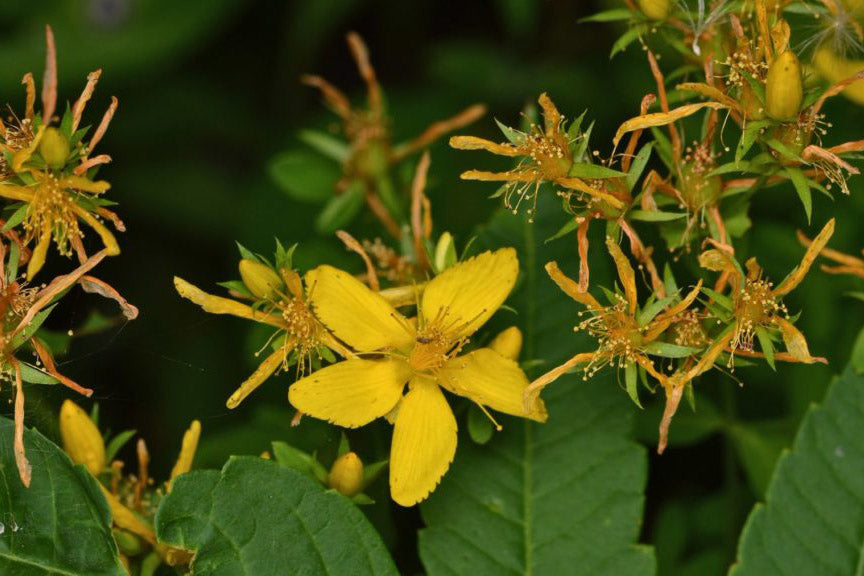St. Johns Wort - The Vilified Healer