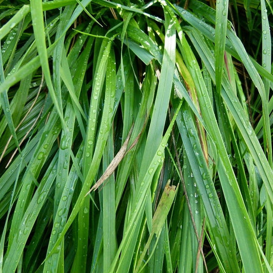 Sweetgrass Hydrosol... Canada's Sacred Water