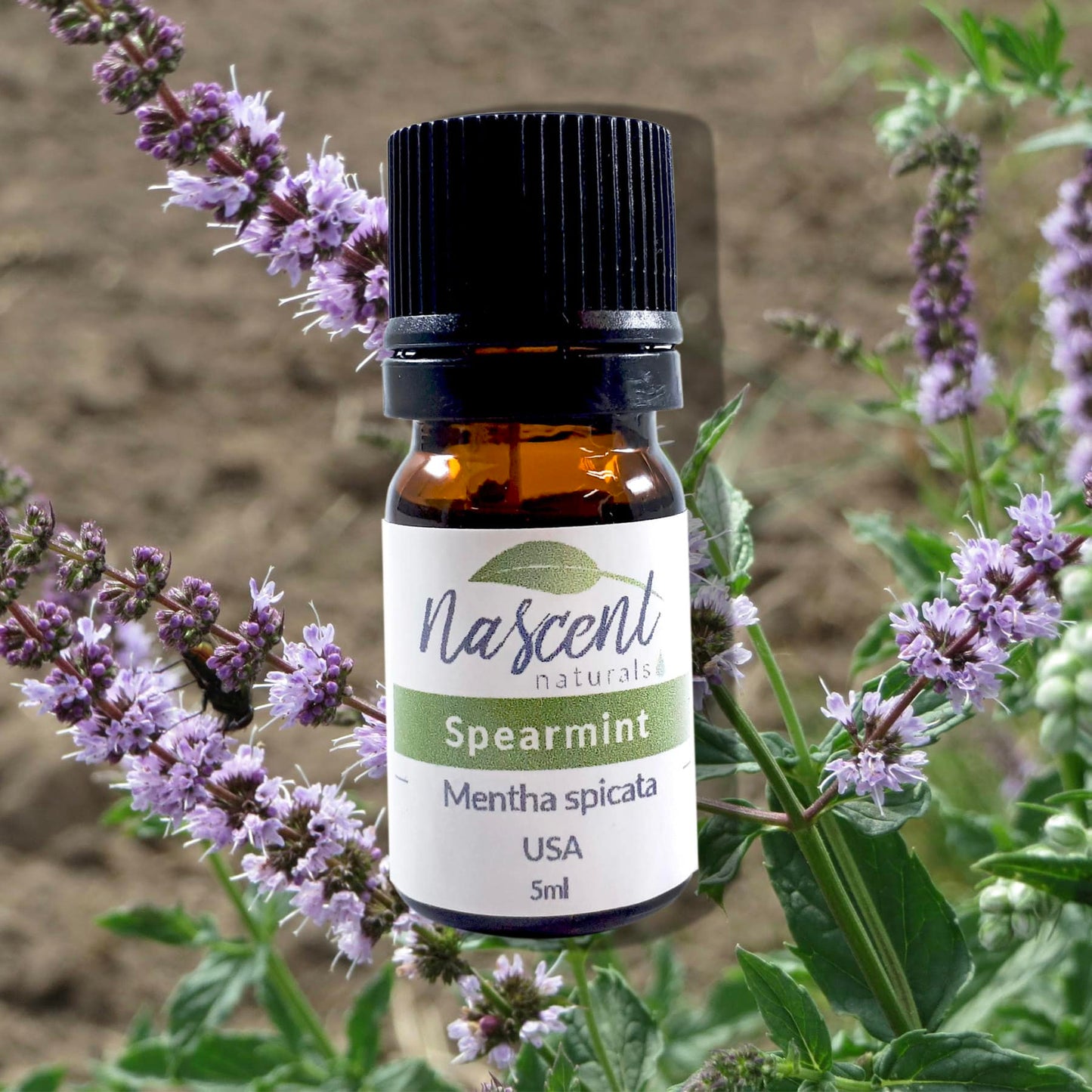 Spearmint image 0