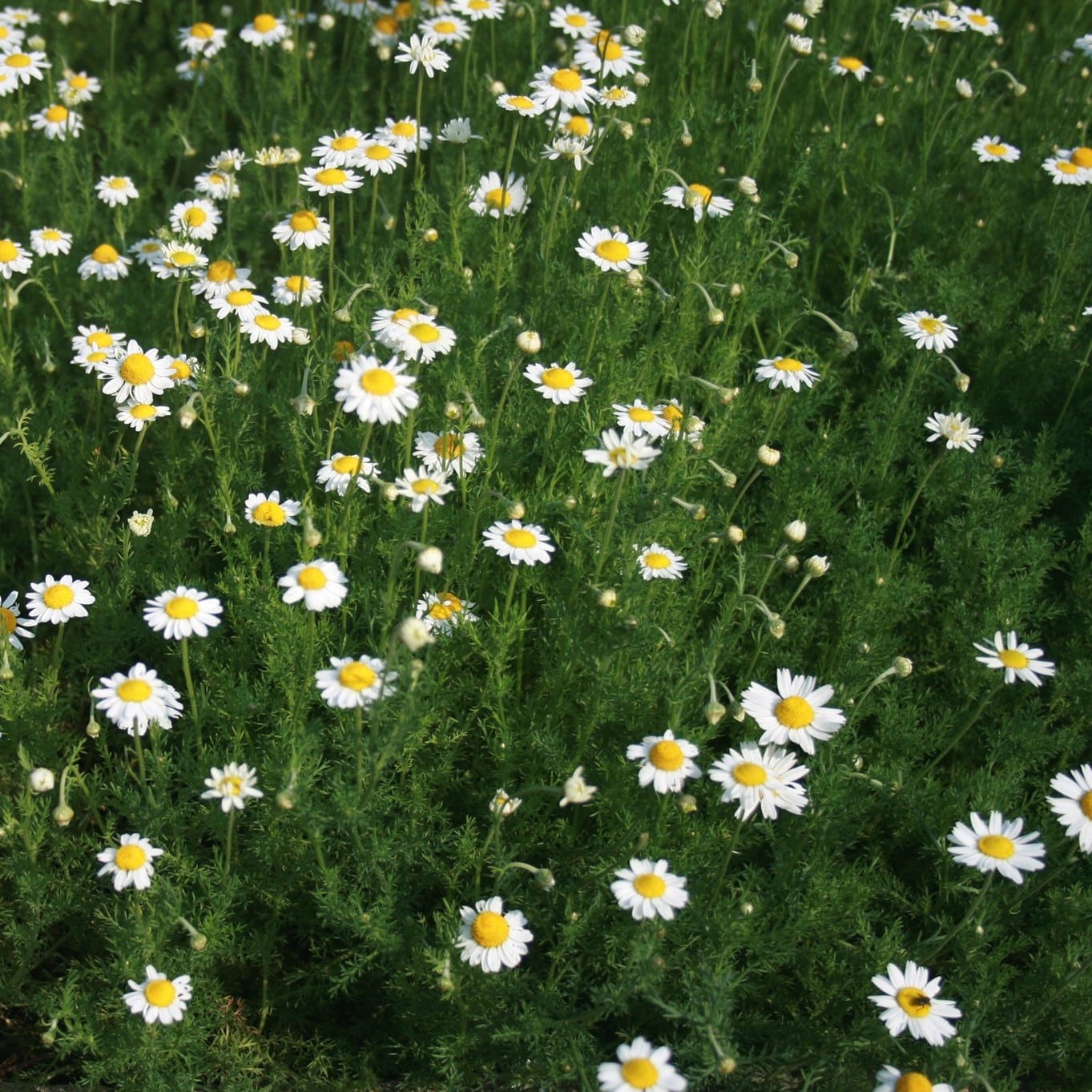 Chamomile Roman Pure image 0