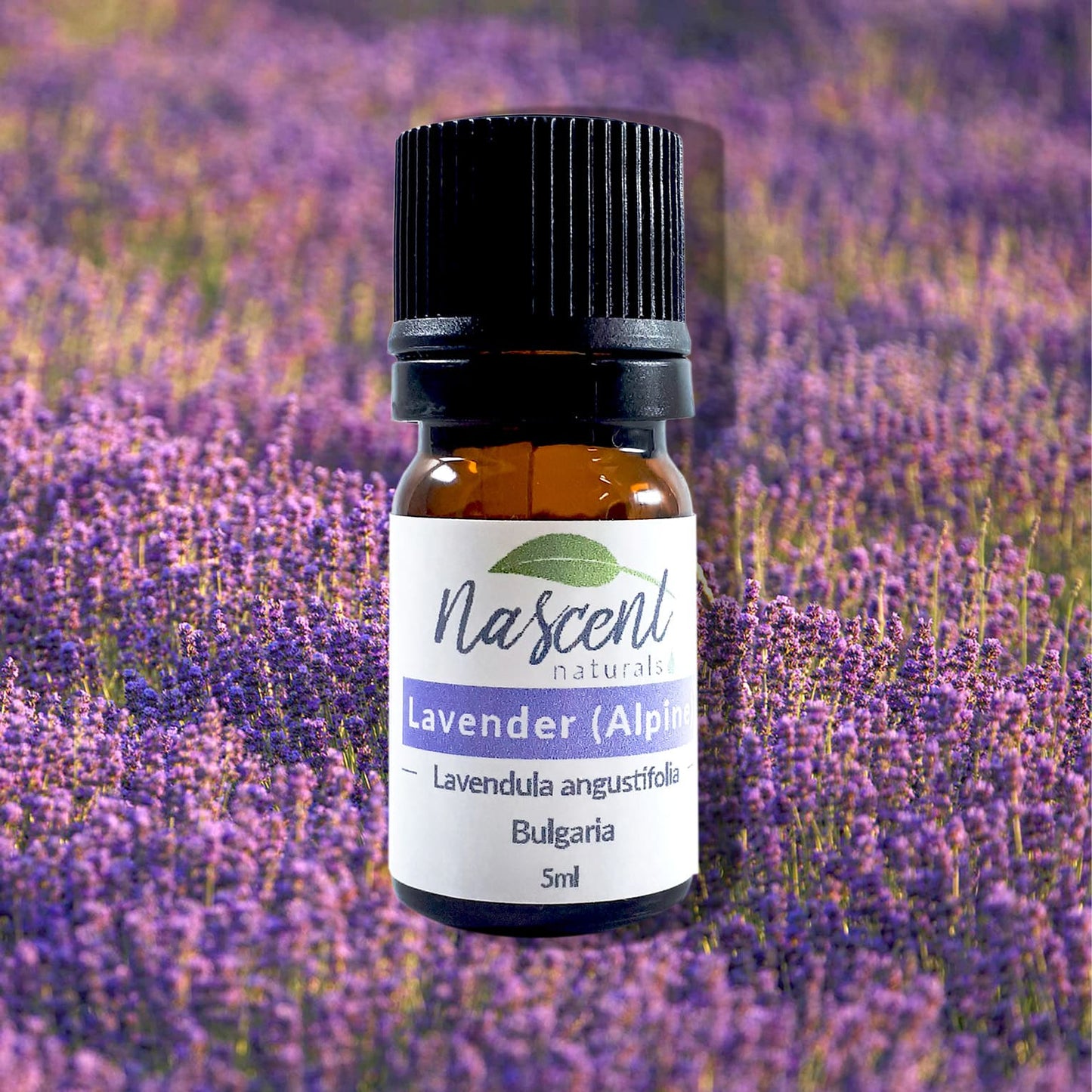 Lavender Alpine image 0