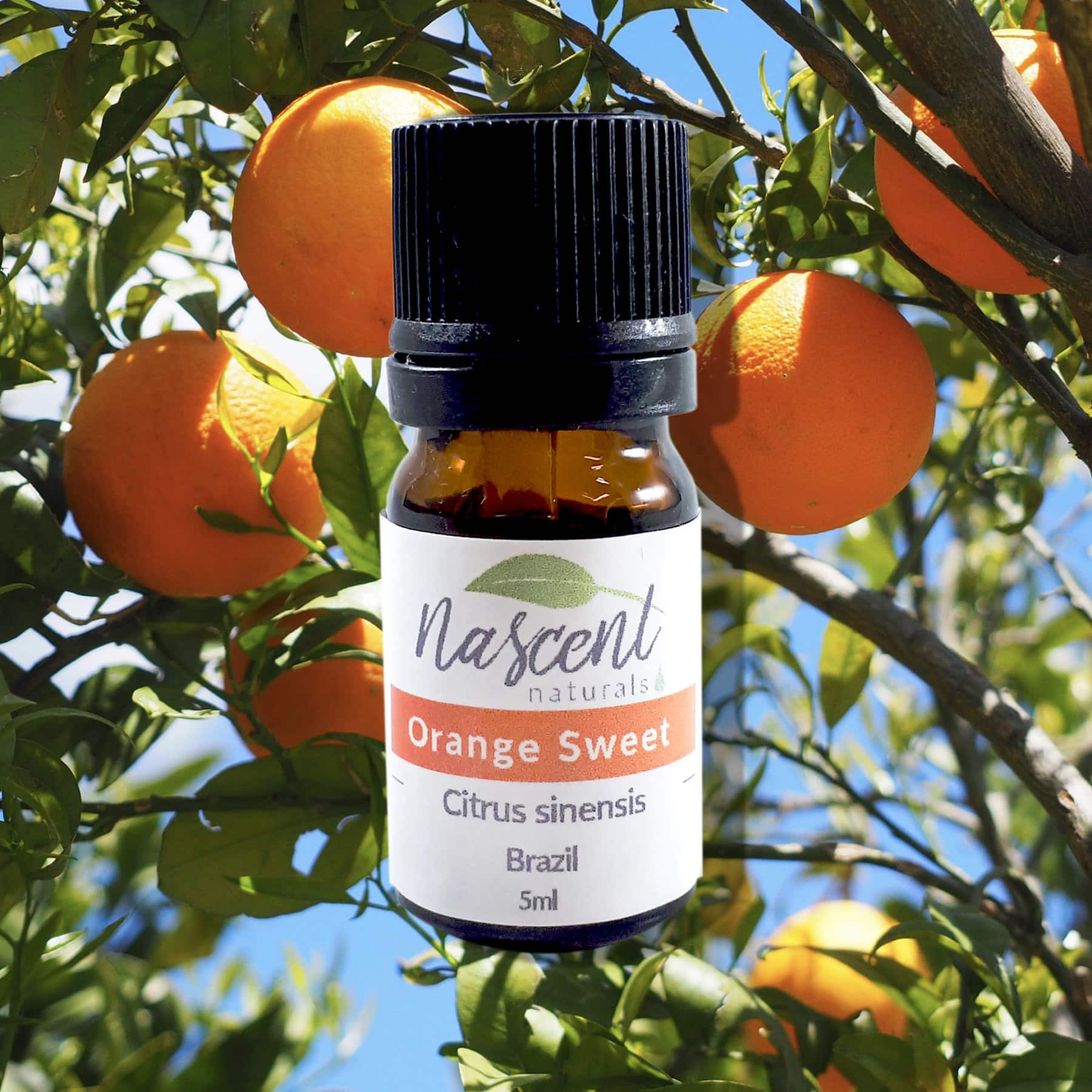 Orange Sweet image 0
