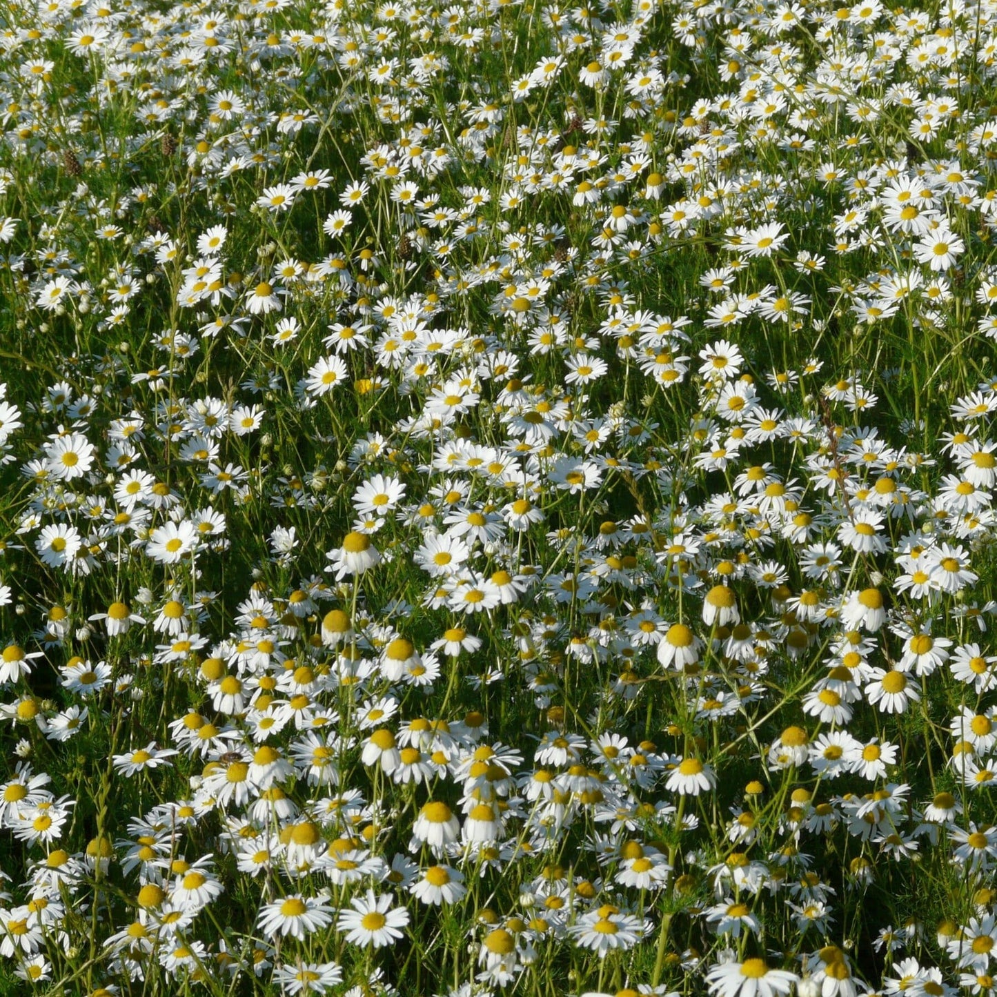 Chamomile German Pure image 0