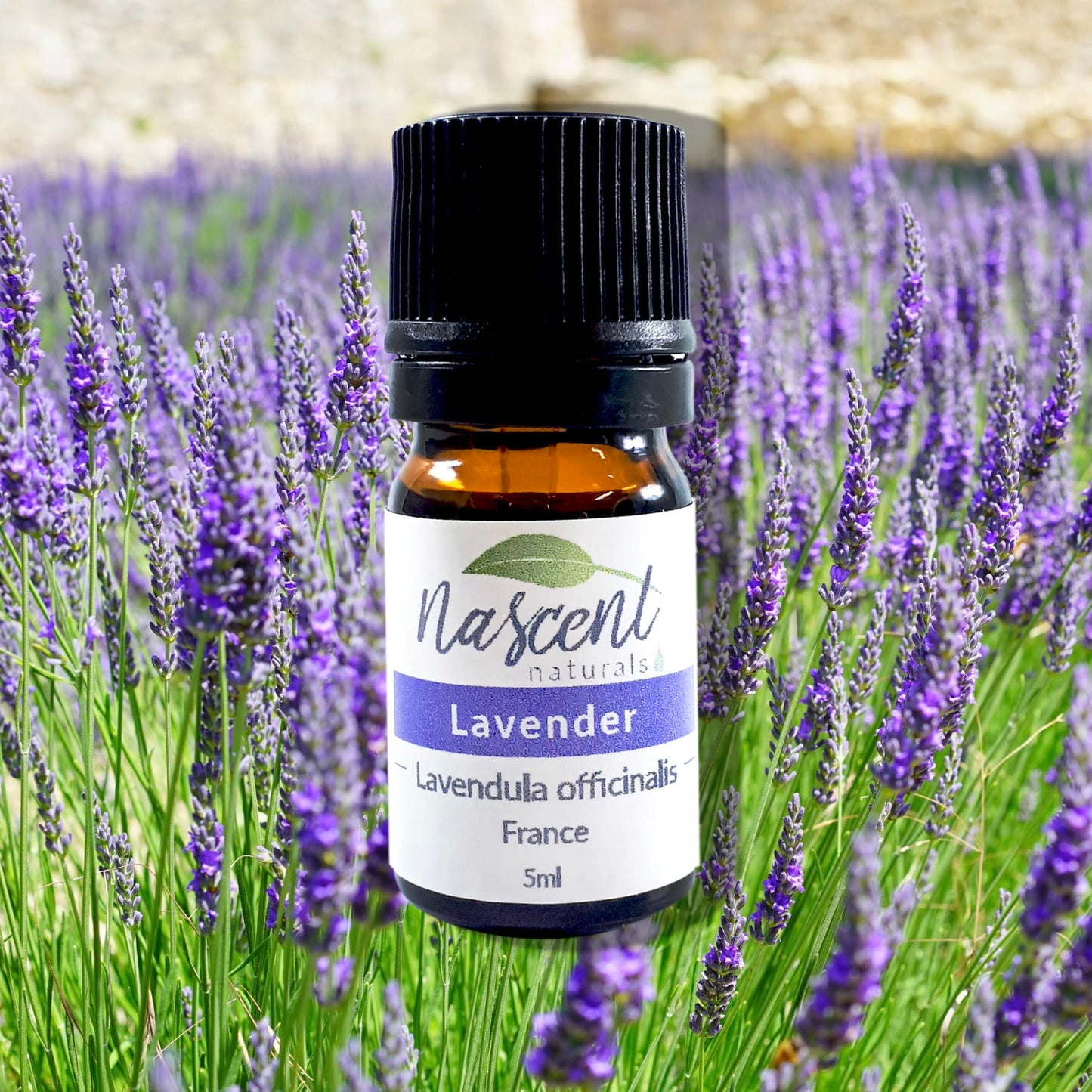 Lavender Officinalis image 0