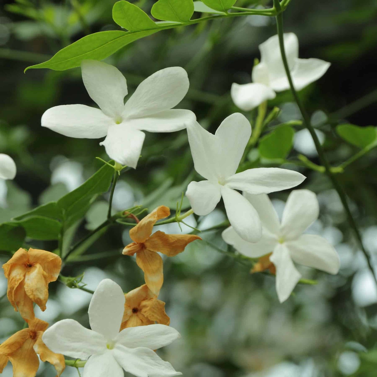 Jasmine Pure image 0