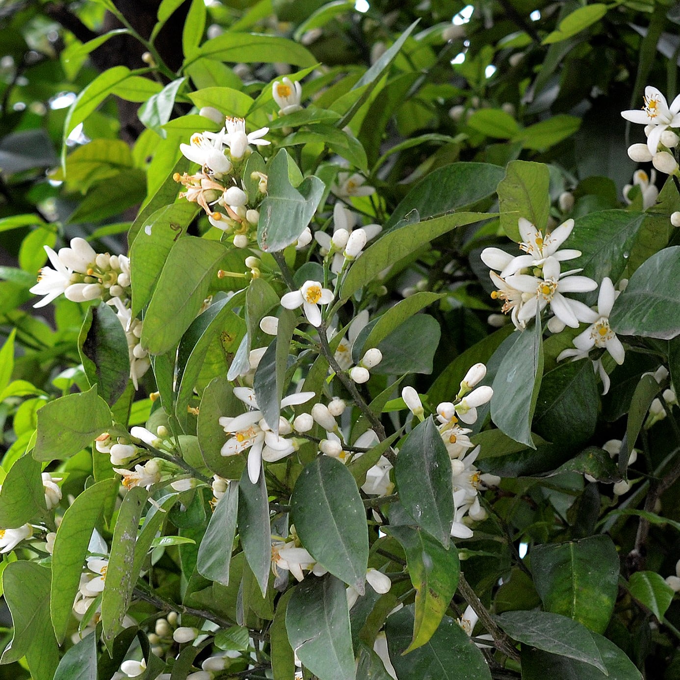 Neroli Pure image 0