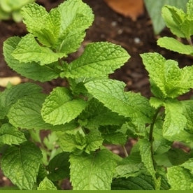Spearmint - 15 ml image
