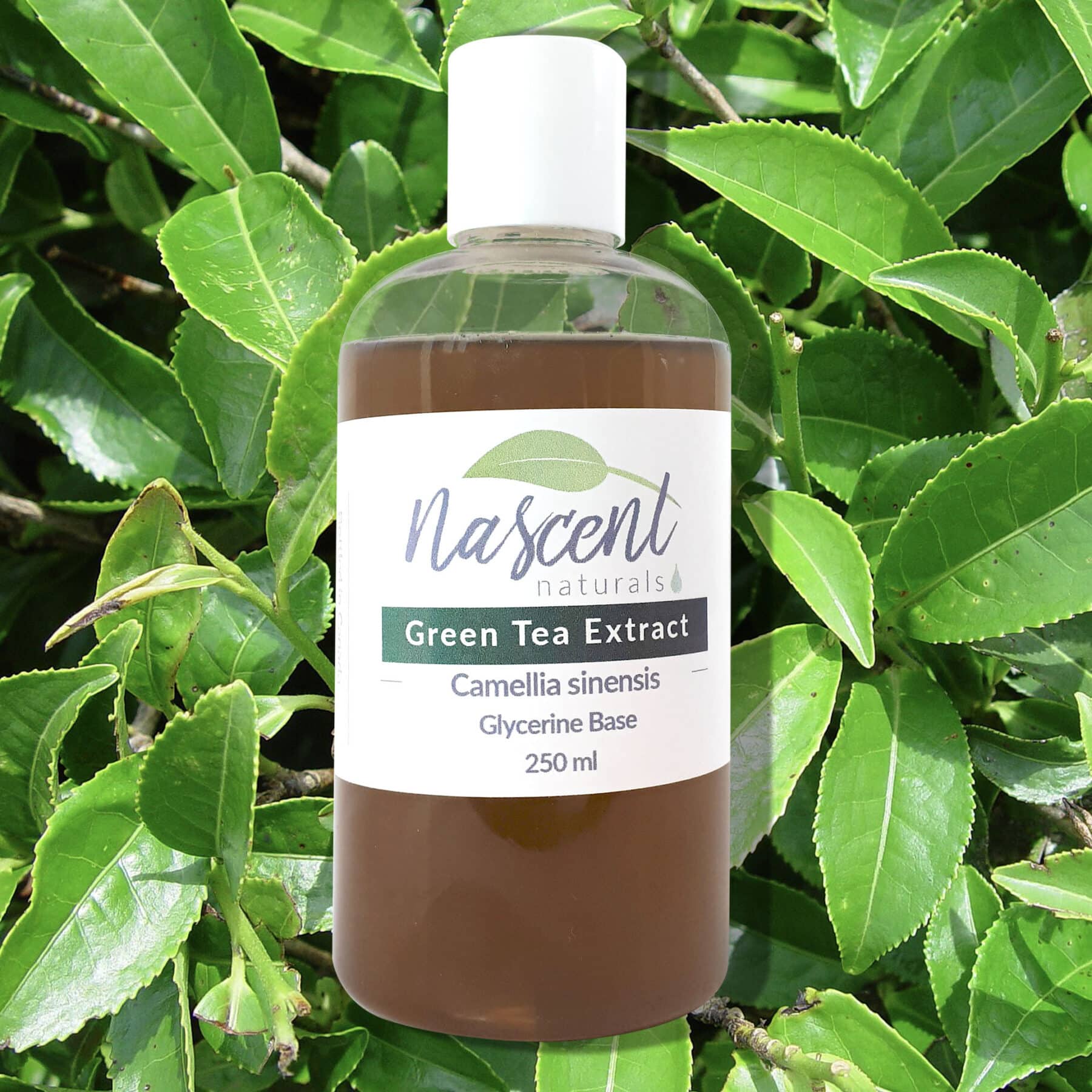 Green Tea Extract image 0