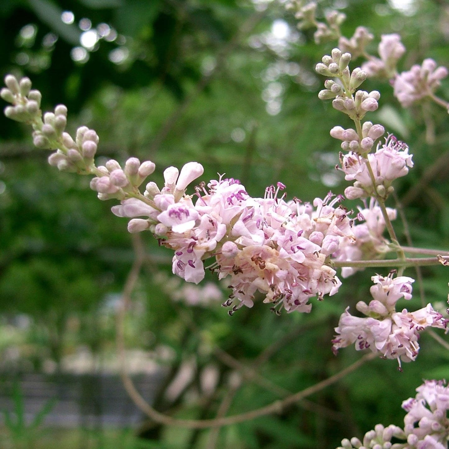 Vitex (Pure) image 0