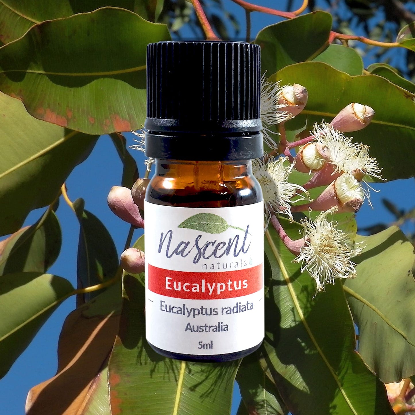 Eucalyptus Radiata image 0