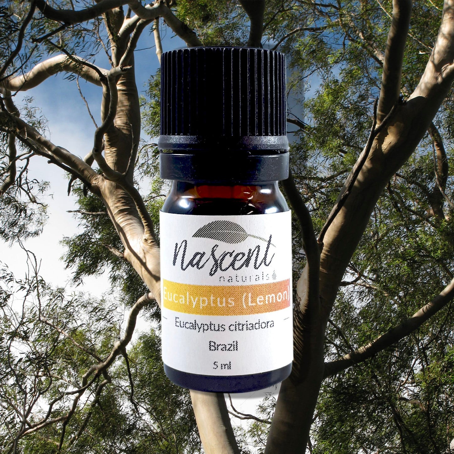 Eucalyptus Citriadora image 0