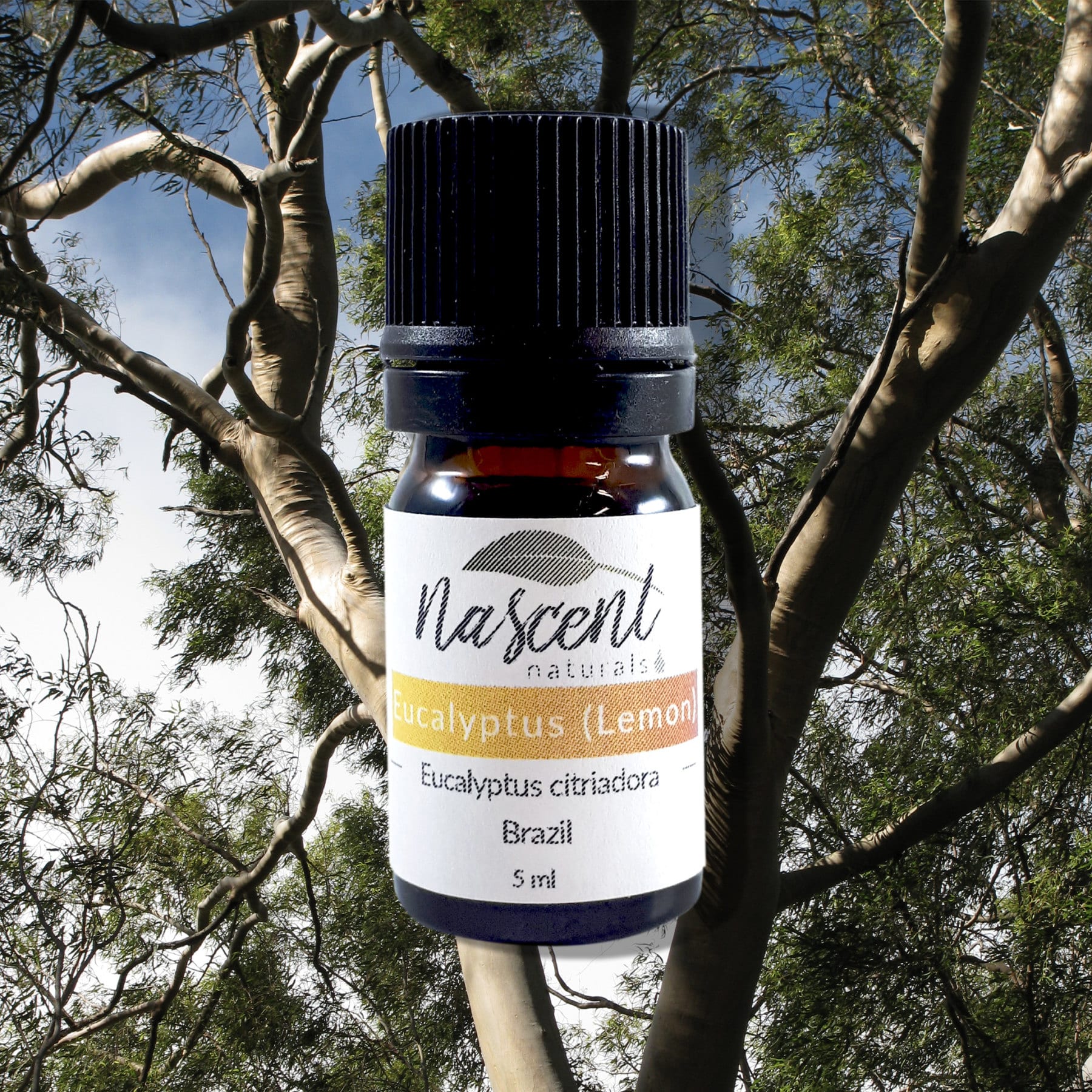 Eucalyptus Citriadora image 0