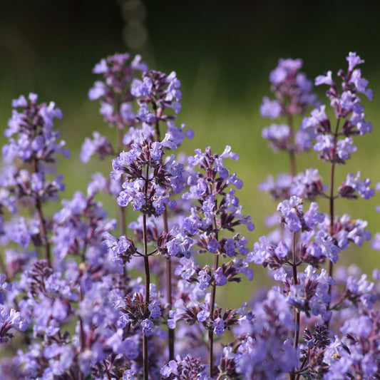 Catnip Essential Oil image 0
