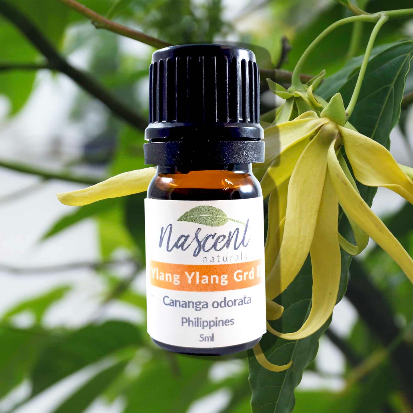 Ylang-Ylang image 0