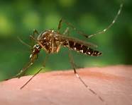 Insect Repellent E-Book