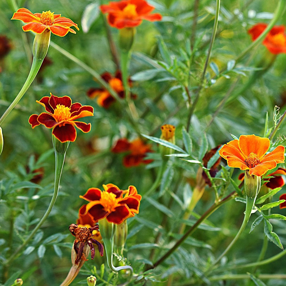 Tagetes image 0