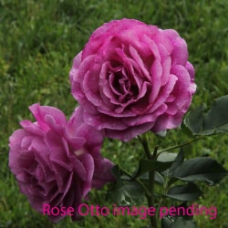 Rose Otto (10%) - 15 ml image