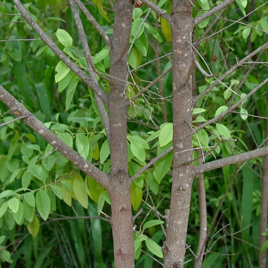 Sandalwood (Pure) Indonesia image 0