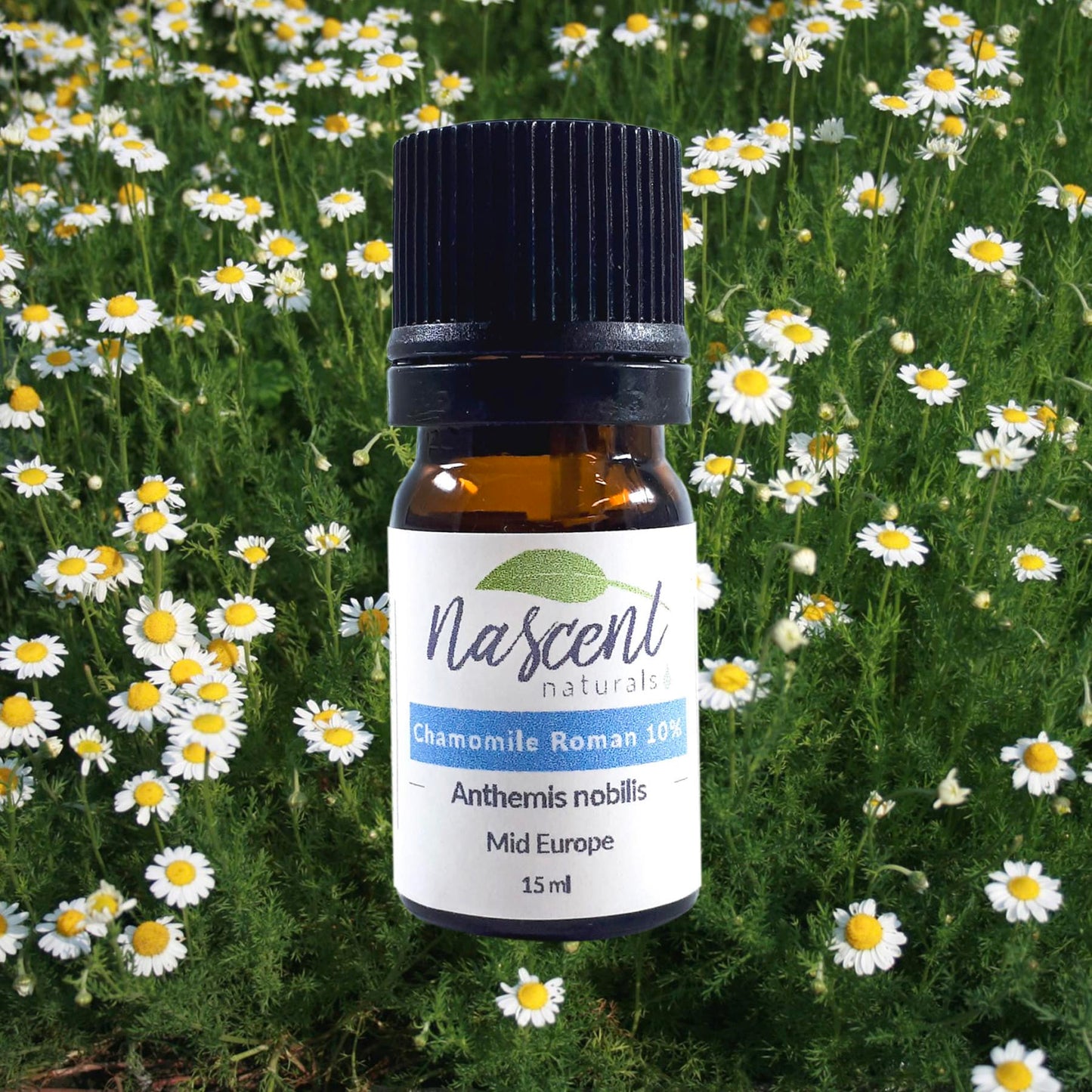 Chamomile Roman (10%) image 0