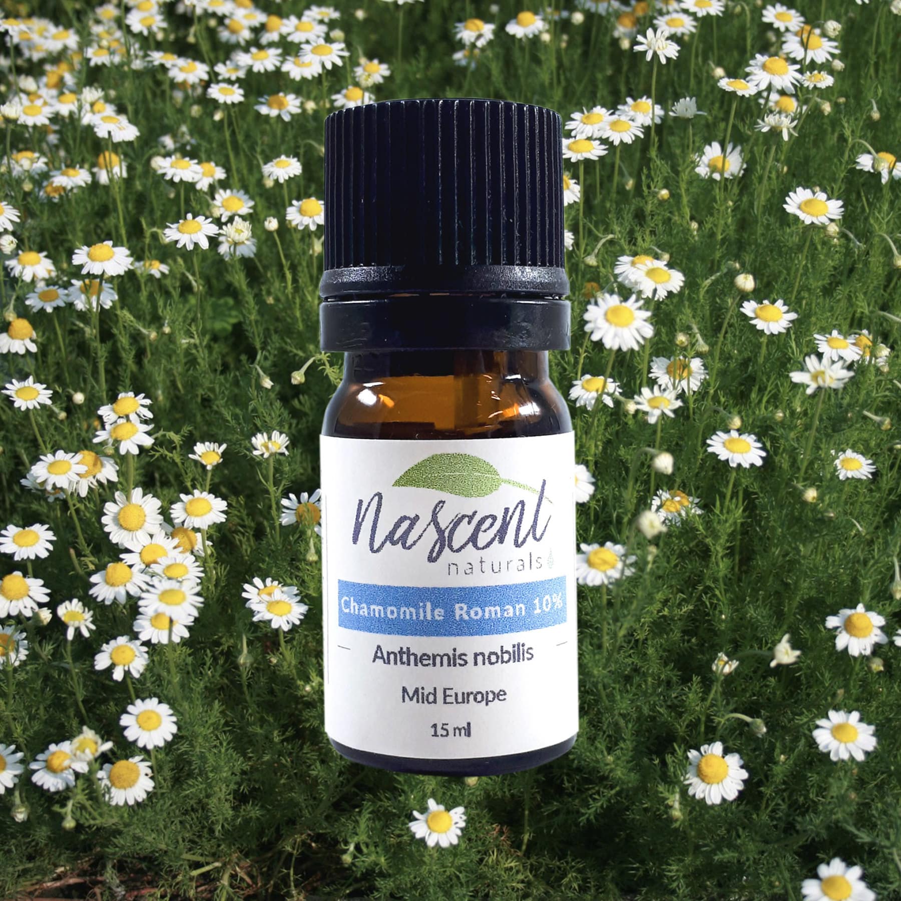 Chamomile Roman (10%) image 0