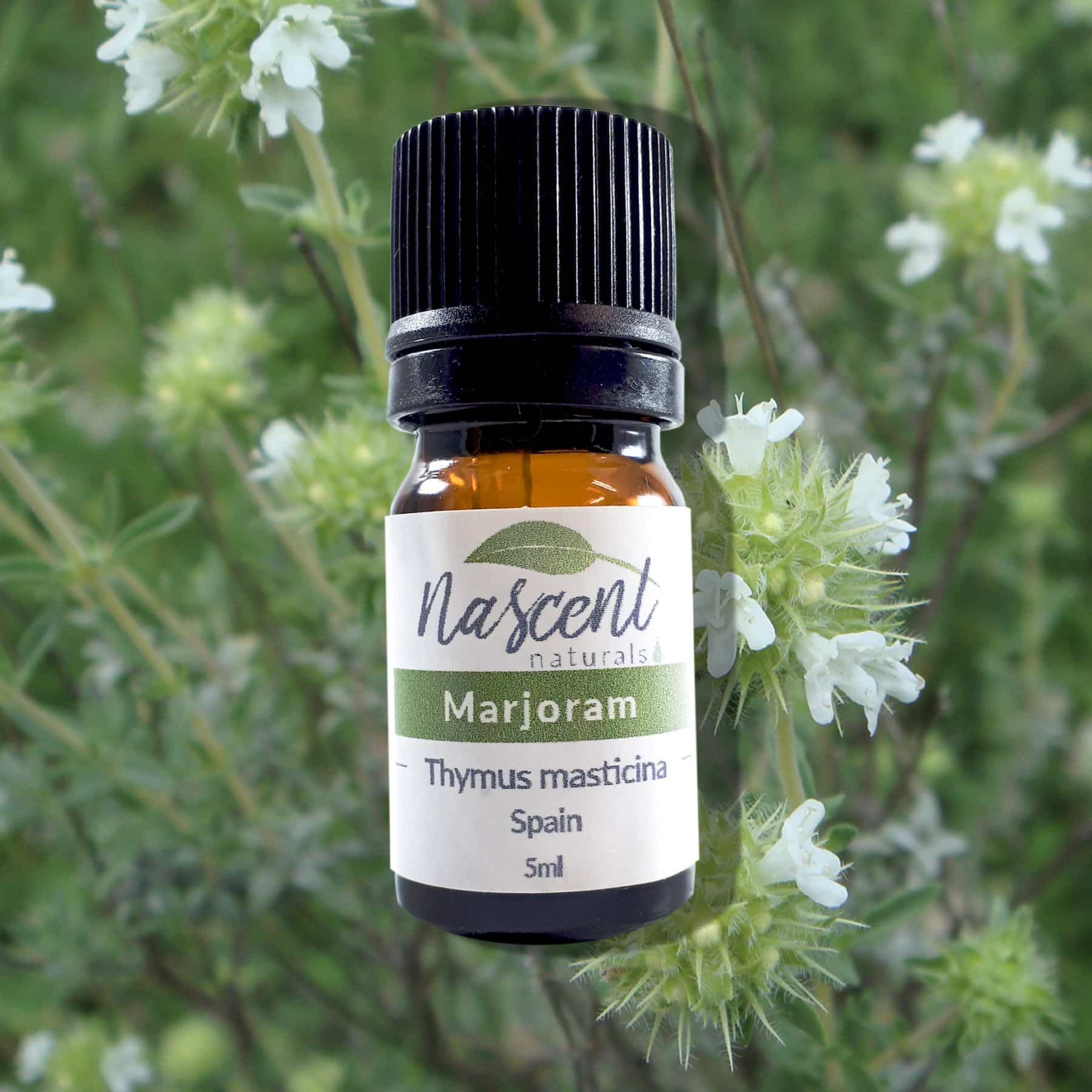 Marjoram image 0