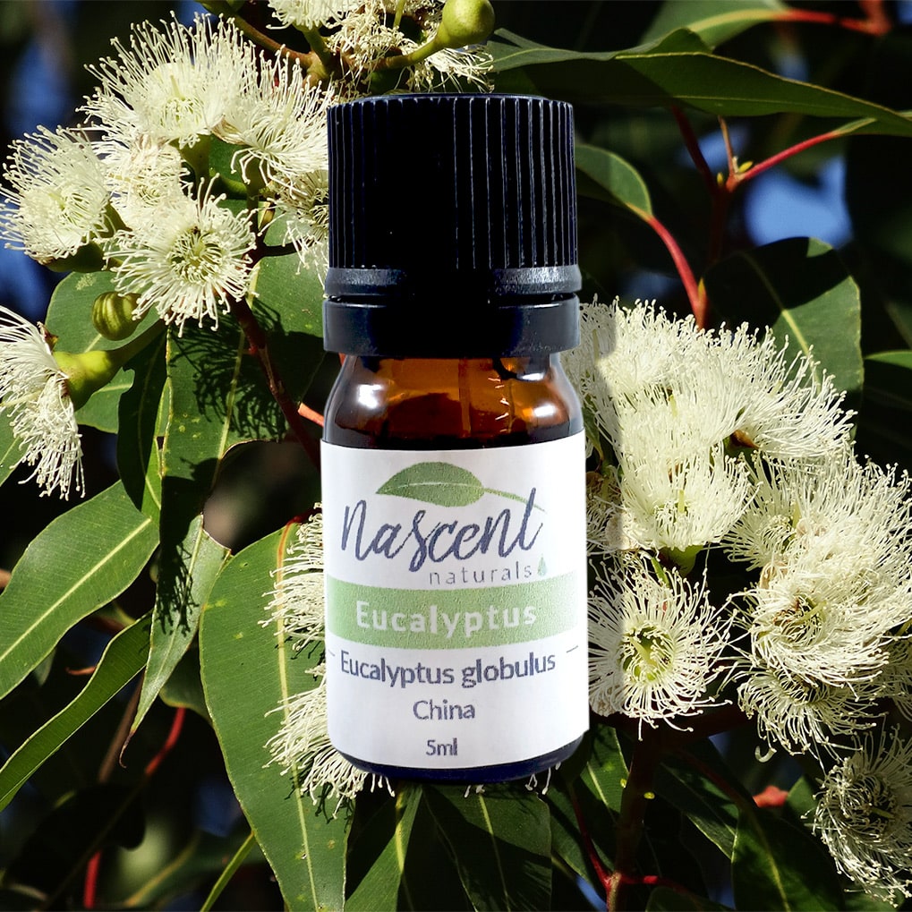 Eucalyptus Globulus image 0