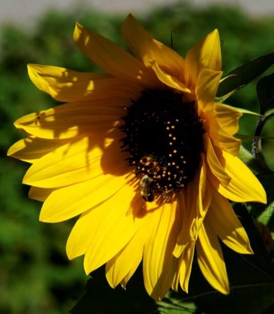 Sunflower Oil - Canada's Little Ray of Sunshine