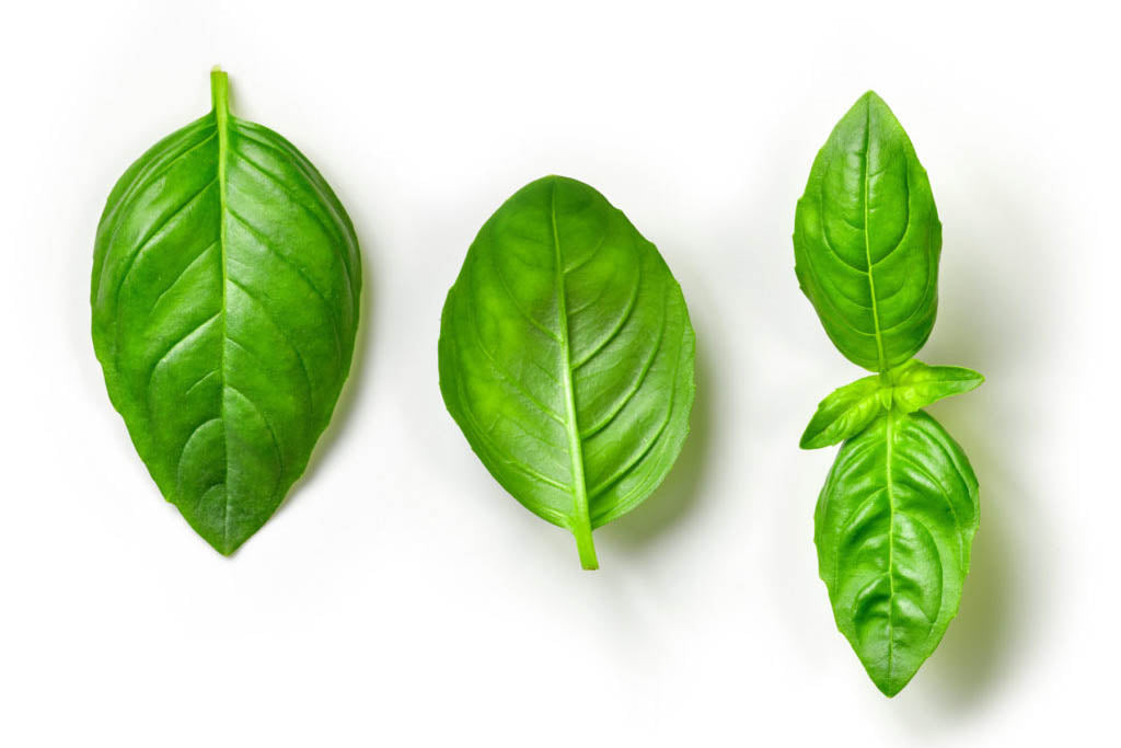 The Seven Essentials: INSECT REPELLENT