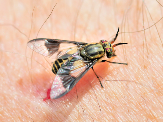 Going Buggy?  Natural vs Synthetic Insect Repellents – What’s The Difference?