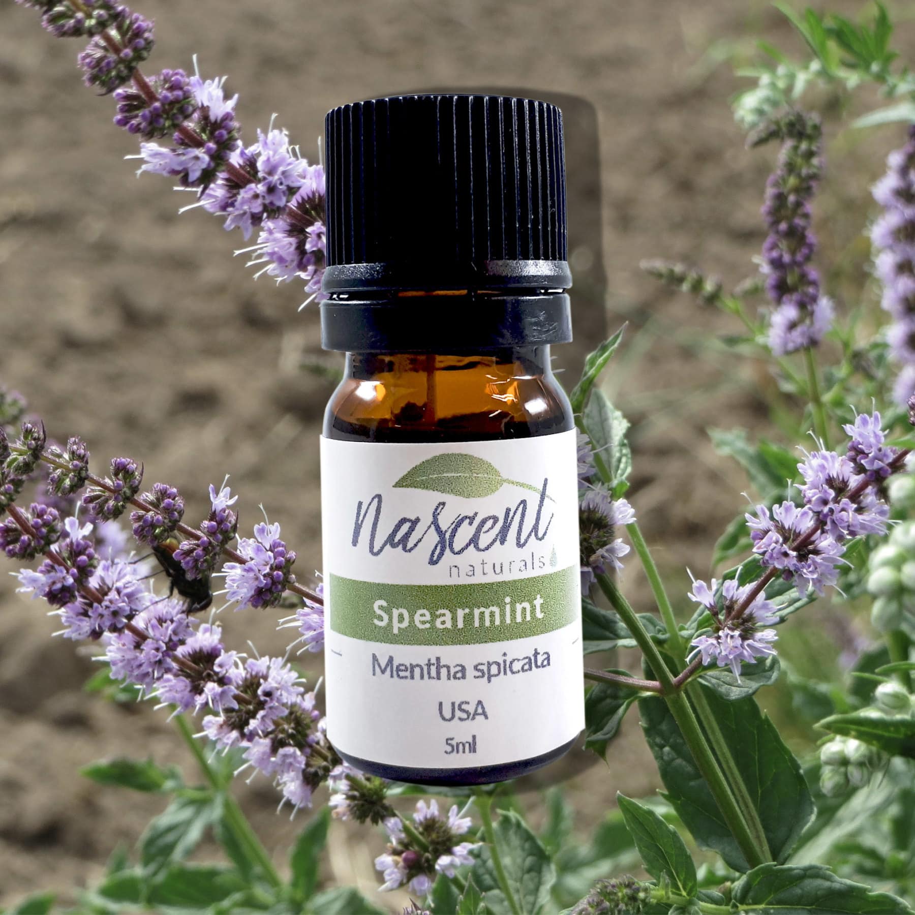Spearmint image 0