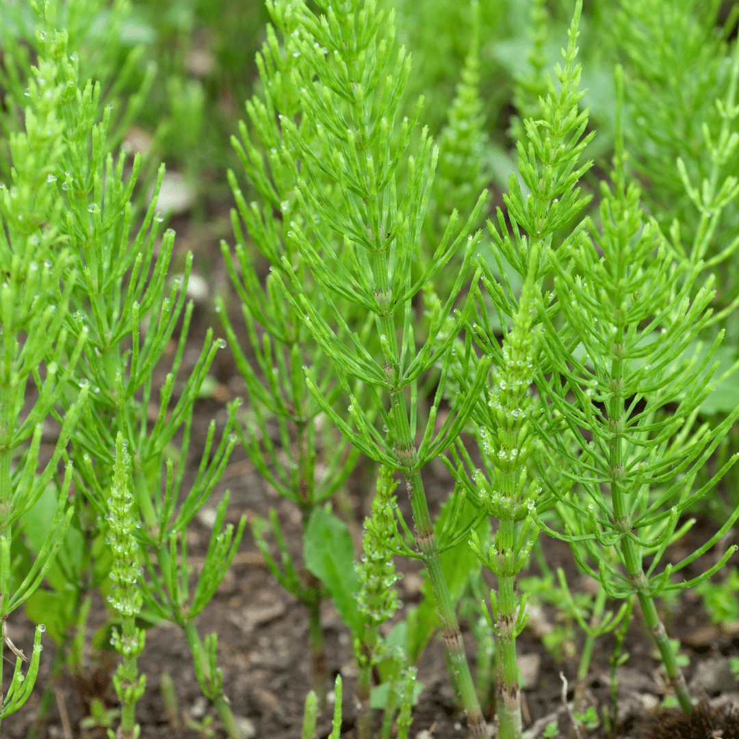 Horsetail Extract image 0