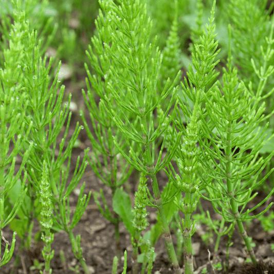 Horsetail Extract image 0