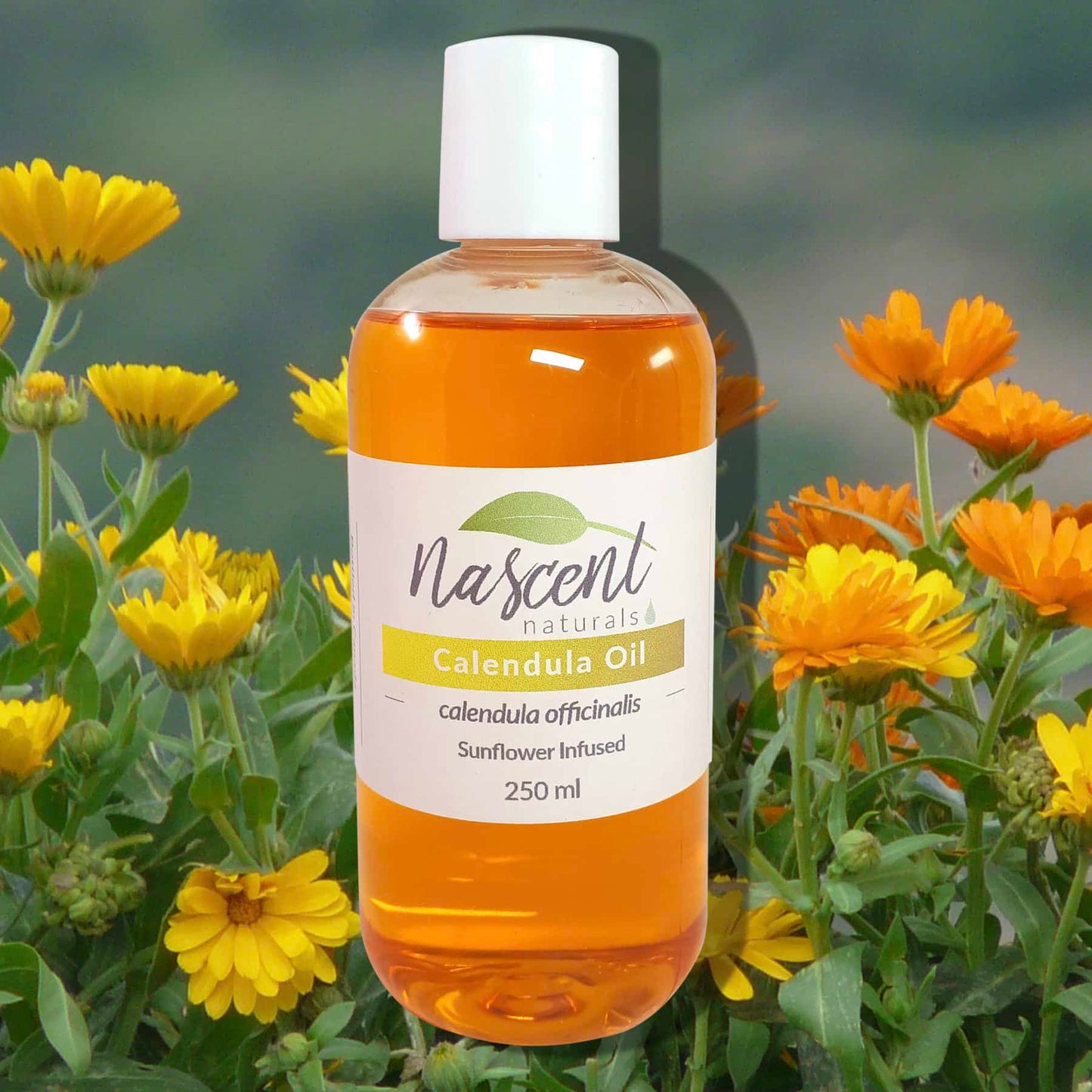 Calendula Oil image 0