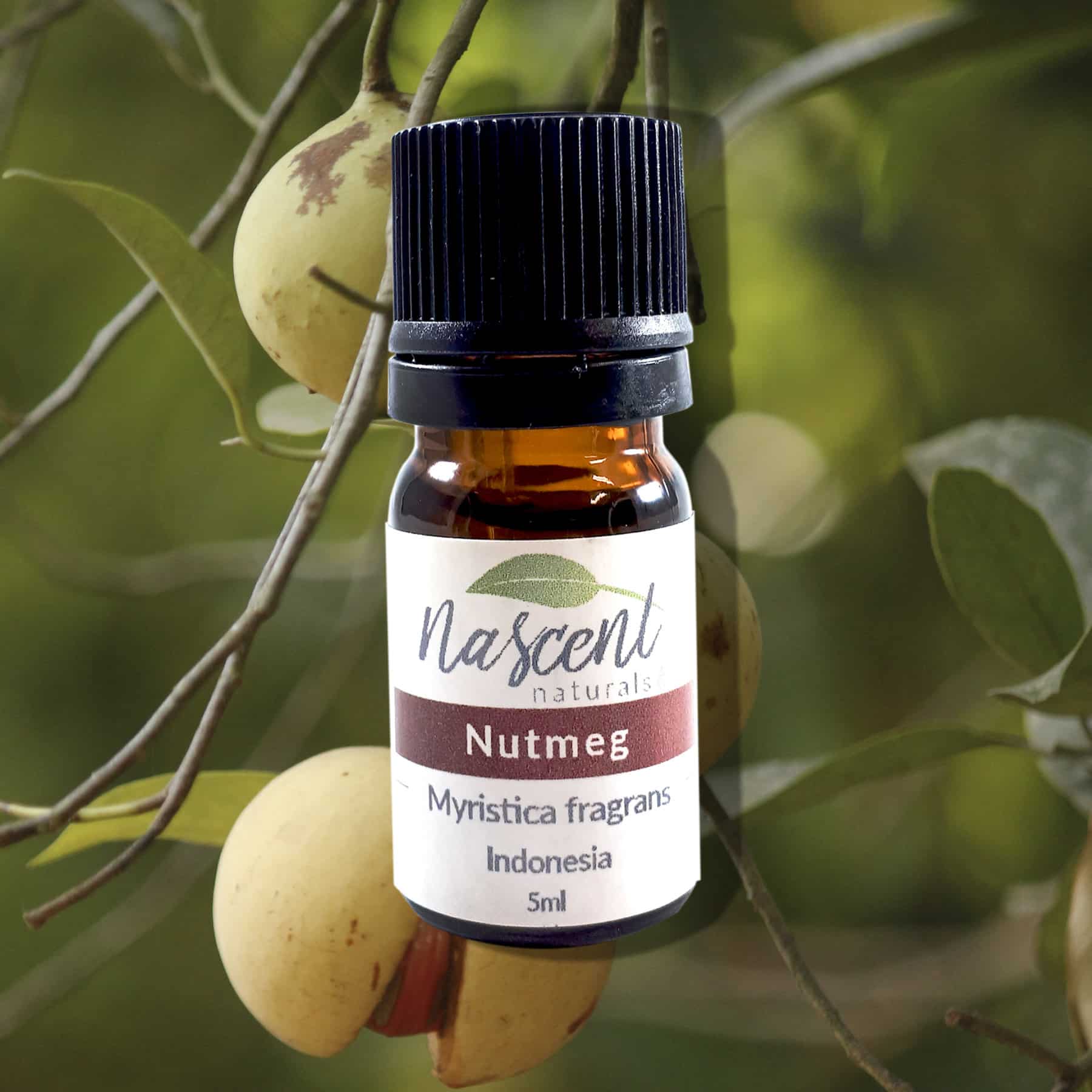 Nutmeg image 0