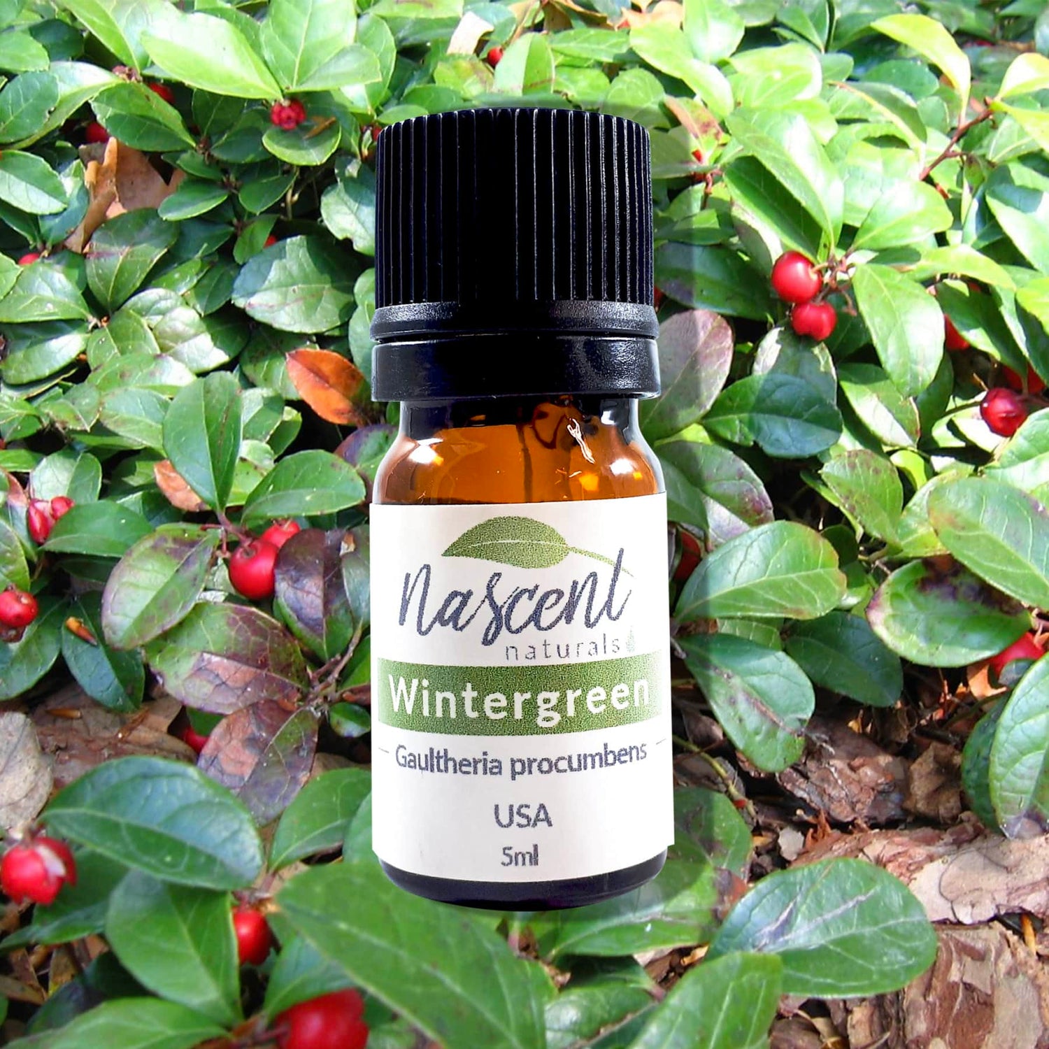 Wintergreen image 0