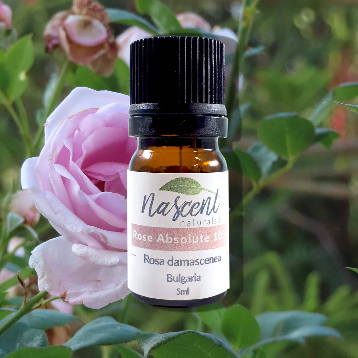 Rose Absolute 10% Essential Oil – Nascent Naturals