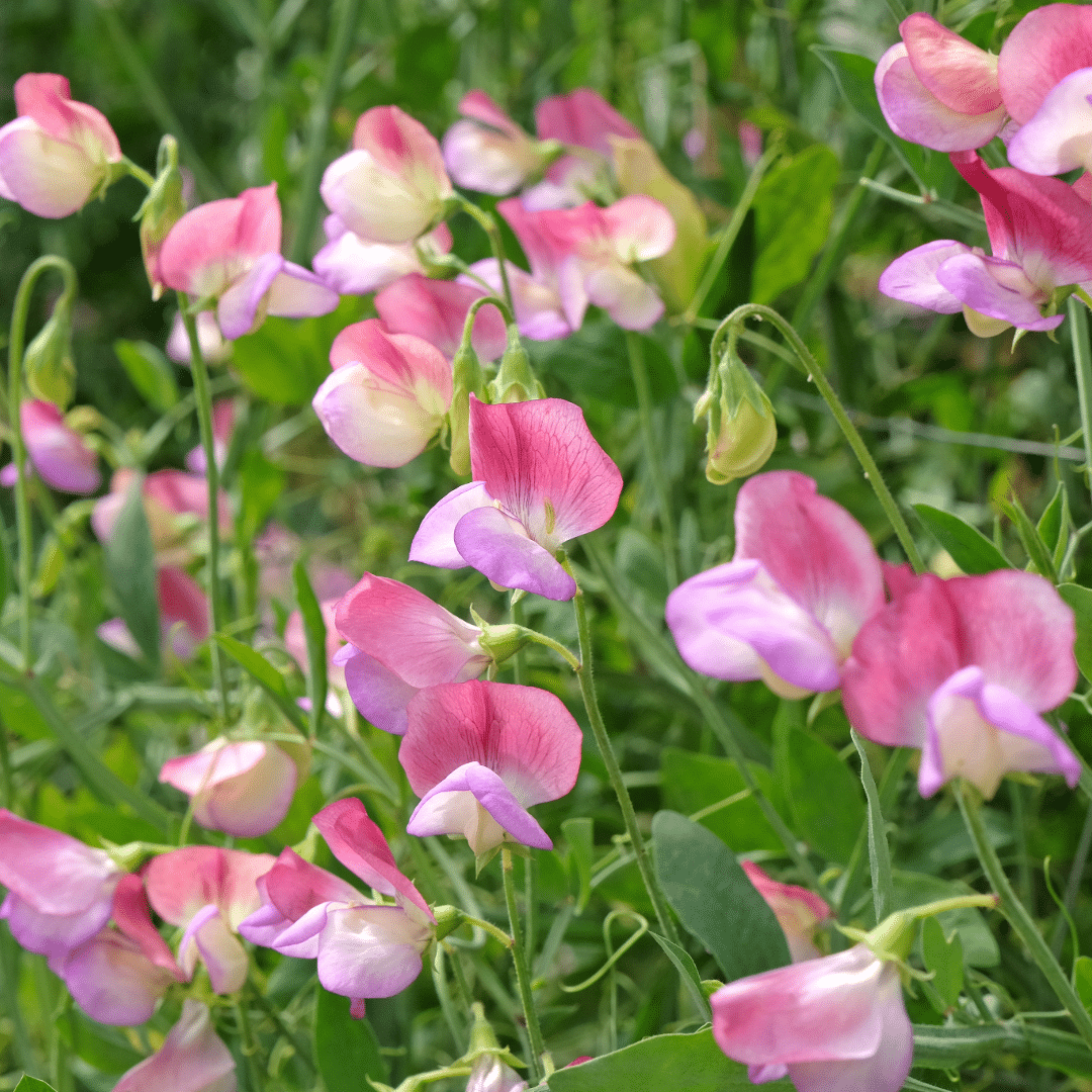 Sweet Pea Extract image 0