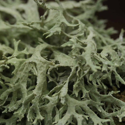 Oakmoss Absolute (Pure) image 0