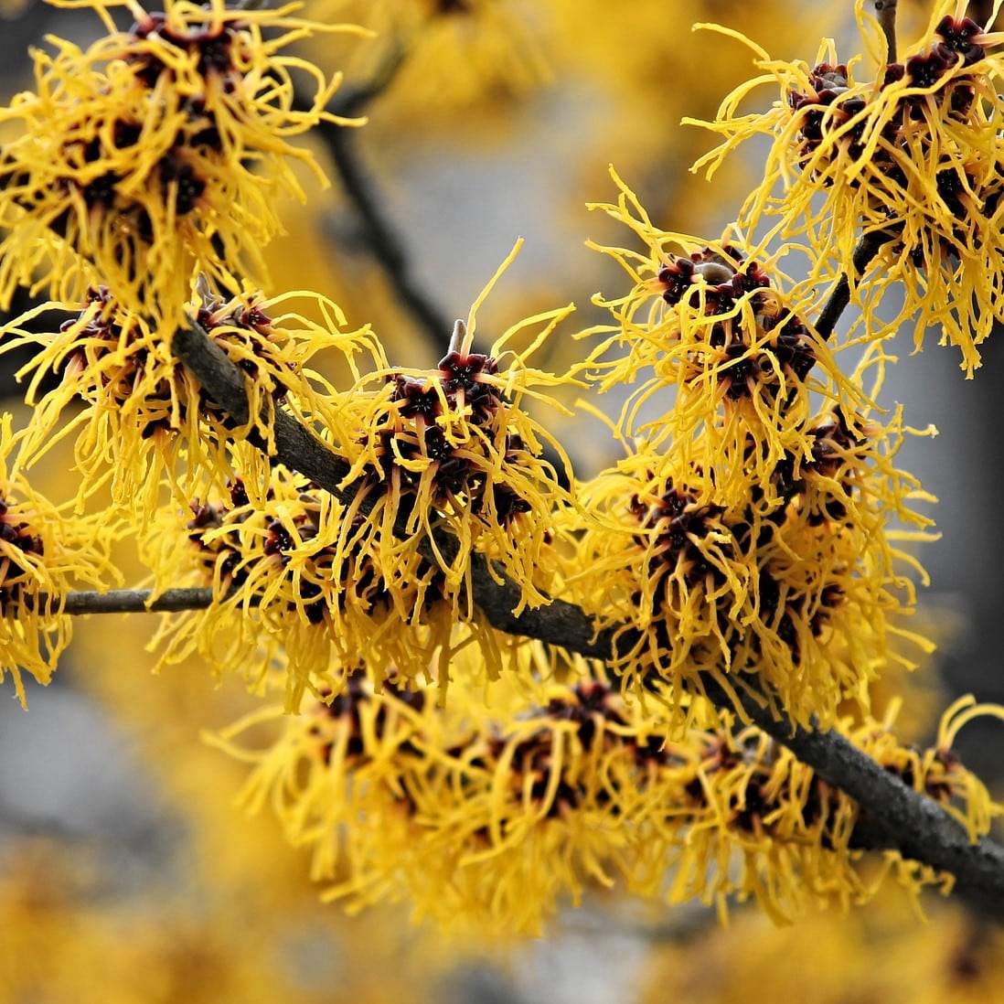 Witch Hazel Hydrosol image 0