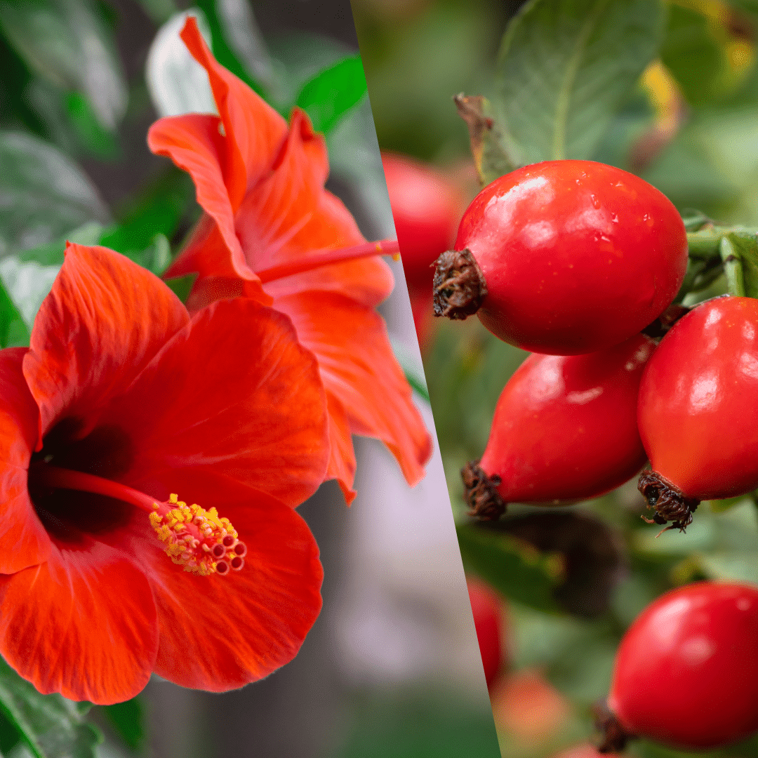 Hibiscus and Rosehip Extract image 0