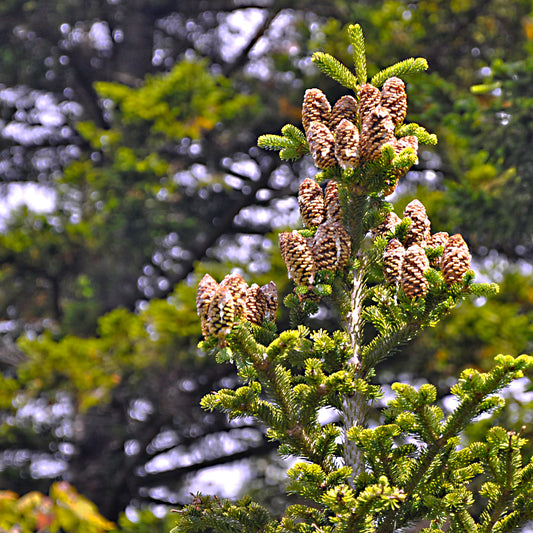 Balsam Fir Essential Oil