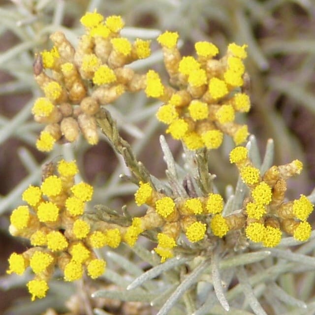 Immortelle Pure image 0
