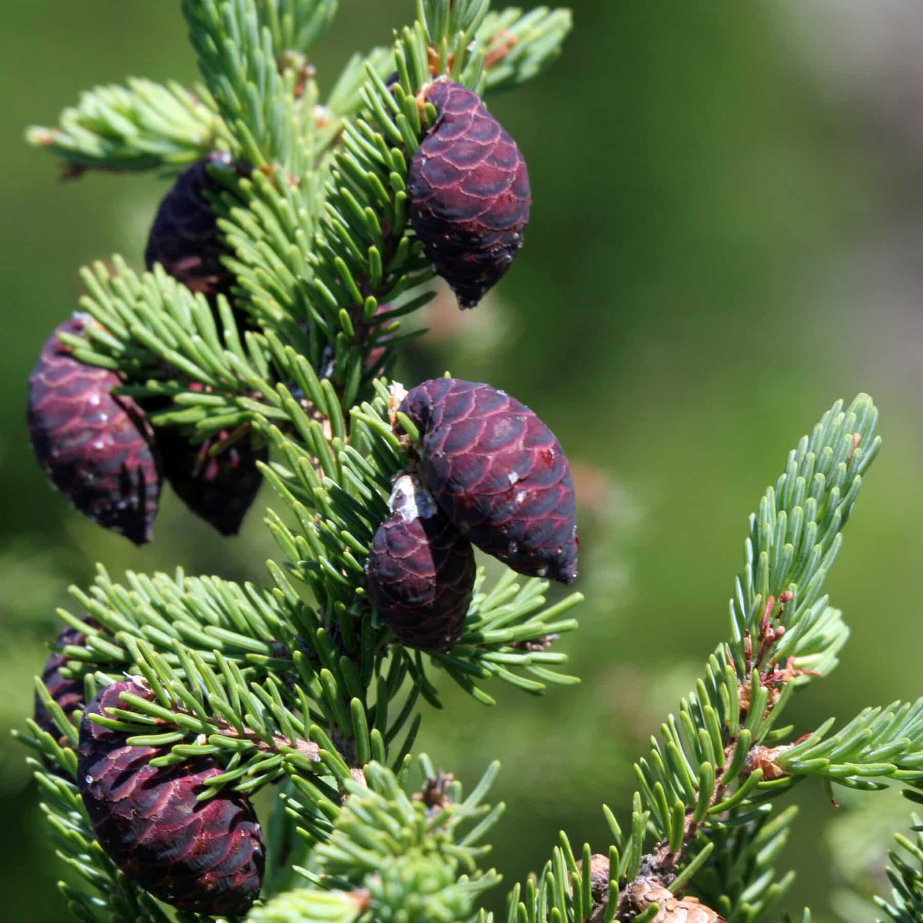 Black Spruce Hydrosol image 0