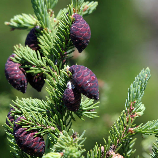 Black Spruce Hydrosol image 0