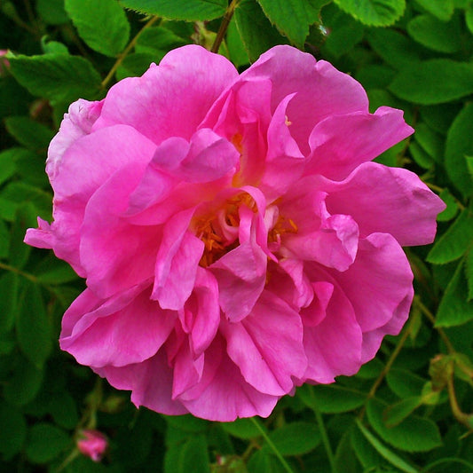 Rose Otto (Pure) image 0