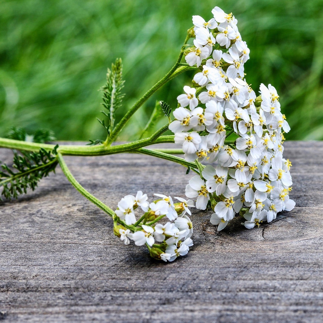 Yarrow Hydrosol image 0