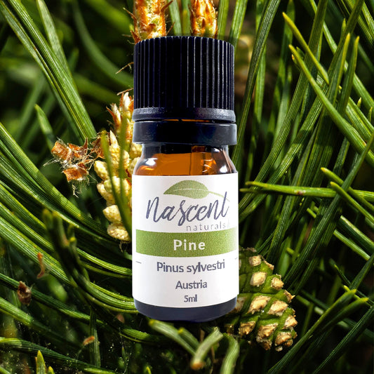 Pine image 0