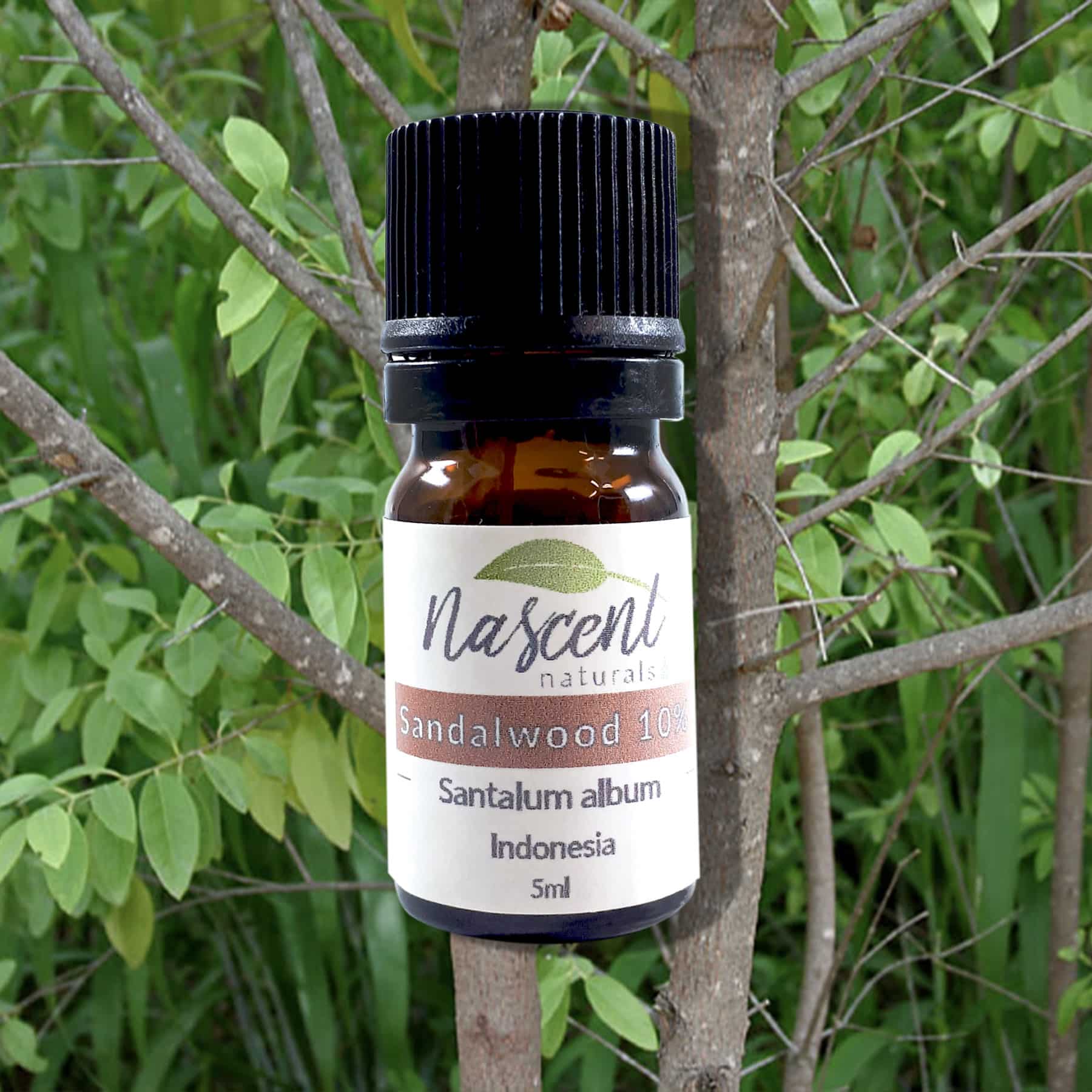 Sandalwood (10%) Indonesia image 0