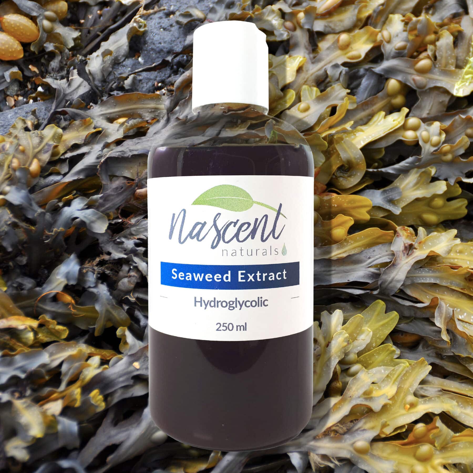 Seaweed Extract image 0