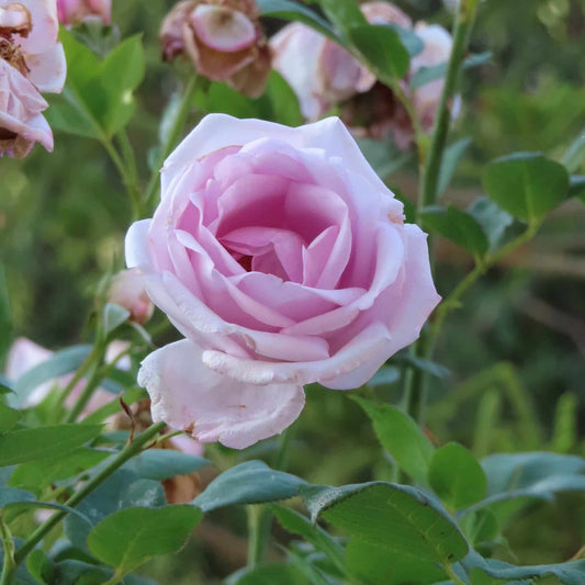 Rose Absolute (Pure) image 0